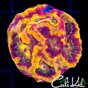 Pandemic Favia