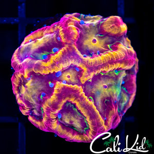 Pandemic Favia