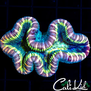Ultra Rainbow Trachy