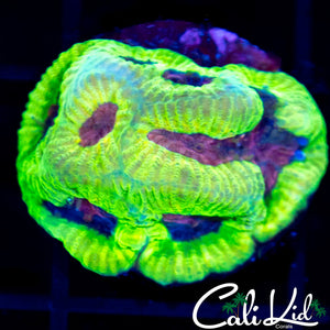 CB Bubble Yum Maze Brain
