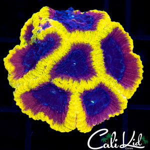Wolverine Paw Mini Colony