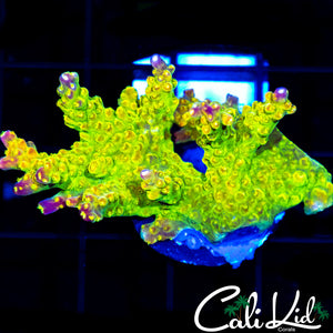 Rainbow Loom Chunk