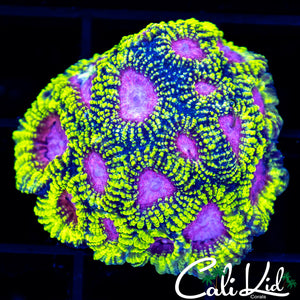 OG Princess Favia Chunk
