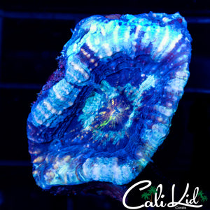 Aqua Freeze Bower Frag