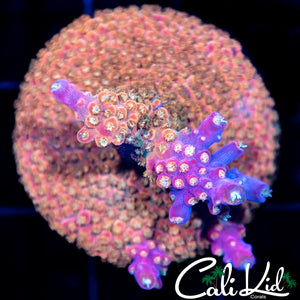 Purple Tip Acro Mini Colony