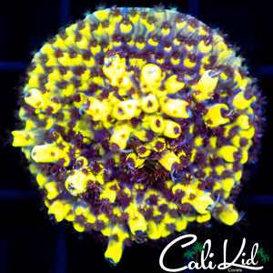Bumble Bee Acro Chunk