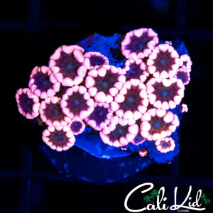 Cherry Blossom Alvy