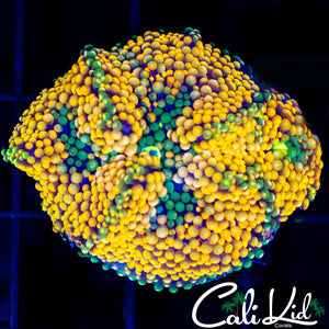 Bi Color Ricordia