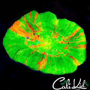 Yellow Mouth Bleeding Apple Scoly