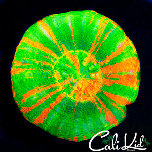 Amazing Bleeding Apple Scoly