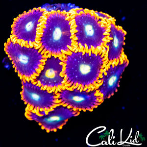 Ultra Zoa Colony