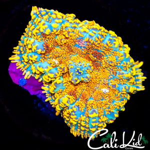 Beautiful Rainbow Rhodactis
