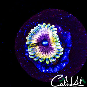 CK Diabolical Zoa
