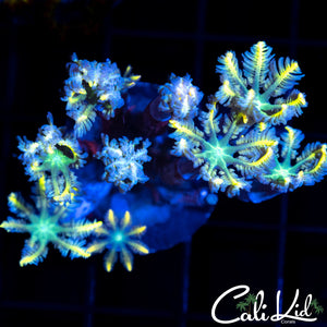 Rainbow Clove Poylp