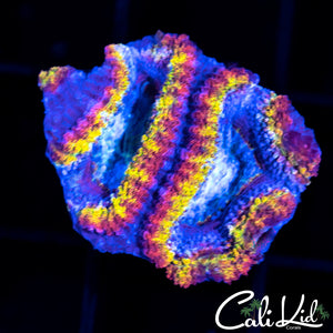 Ultimate Rainbow Acan Double