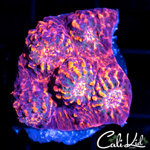 Firestorm Convict Chalice