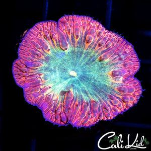 Ultra Sunrise Blasto