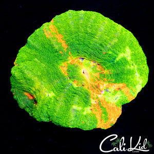 Bleeding Apple Scoly Double