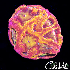 Pandemic Favia