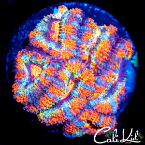 Ultimate Rainbow Acan Mini Colony