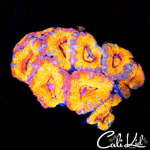 CK Grand Daddy Kush Mini Colony