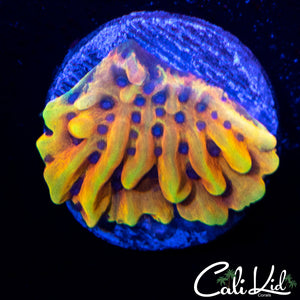 CK Peyote Dreams Monti