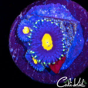 Ultra Zoa Triple