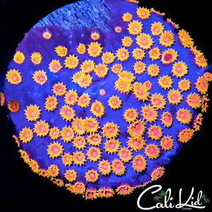 WWC Bizarro Cyphastrea
