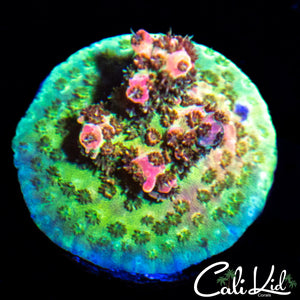 Watermelon Acro