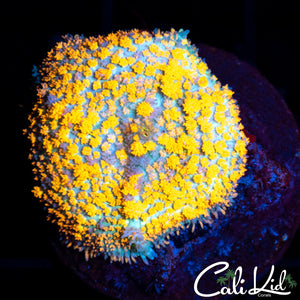 Orange Kush Bounce Mushroom