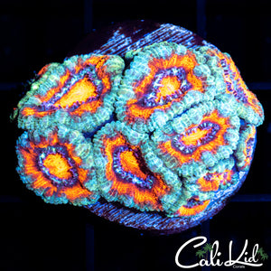 Ultra Acan Mini Colony
