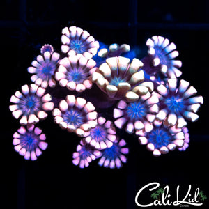 Bi Color Alveopora