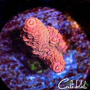 Tangerine Dreams Acro