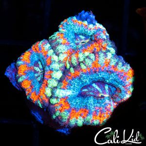 Superman Asian Acan Triple