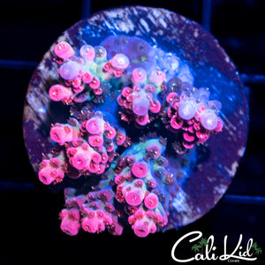 Hot Pink Acro Frag