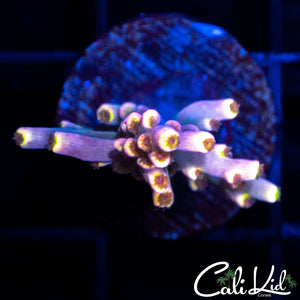 Rainbow Speciosa Frag