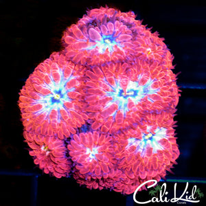 Baby Blue Merletti Blasto Colony