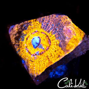CK Sunkissed Chalice