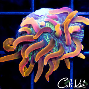 Insane Rainbow Diaseris
