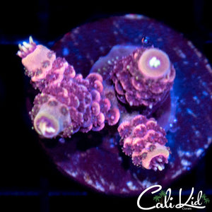 Fuzzy Purple Acro