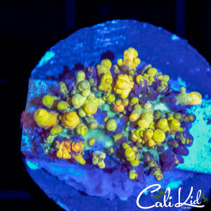 Golden Balls Bounce Shroom