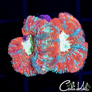 Ultra Asian Acan Double
