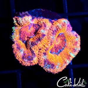 Tiger Stripe Acan Double