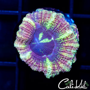 Rainbow Asian Acan