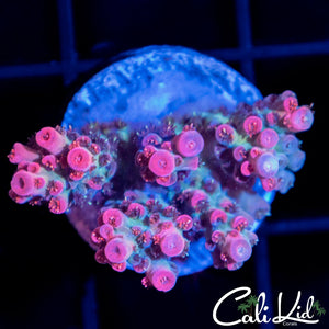 Pink Tip Acro