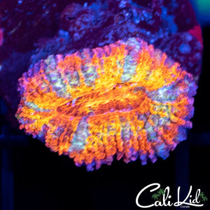 Ultra Rainbow Acan Lord