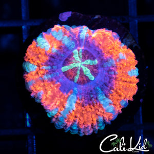 Beautiful Asian Acan