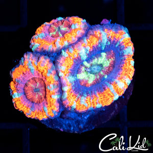 Insane Asian Acan Triple