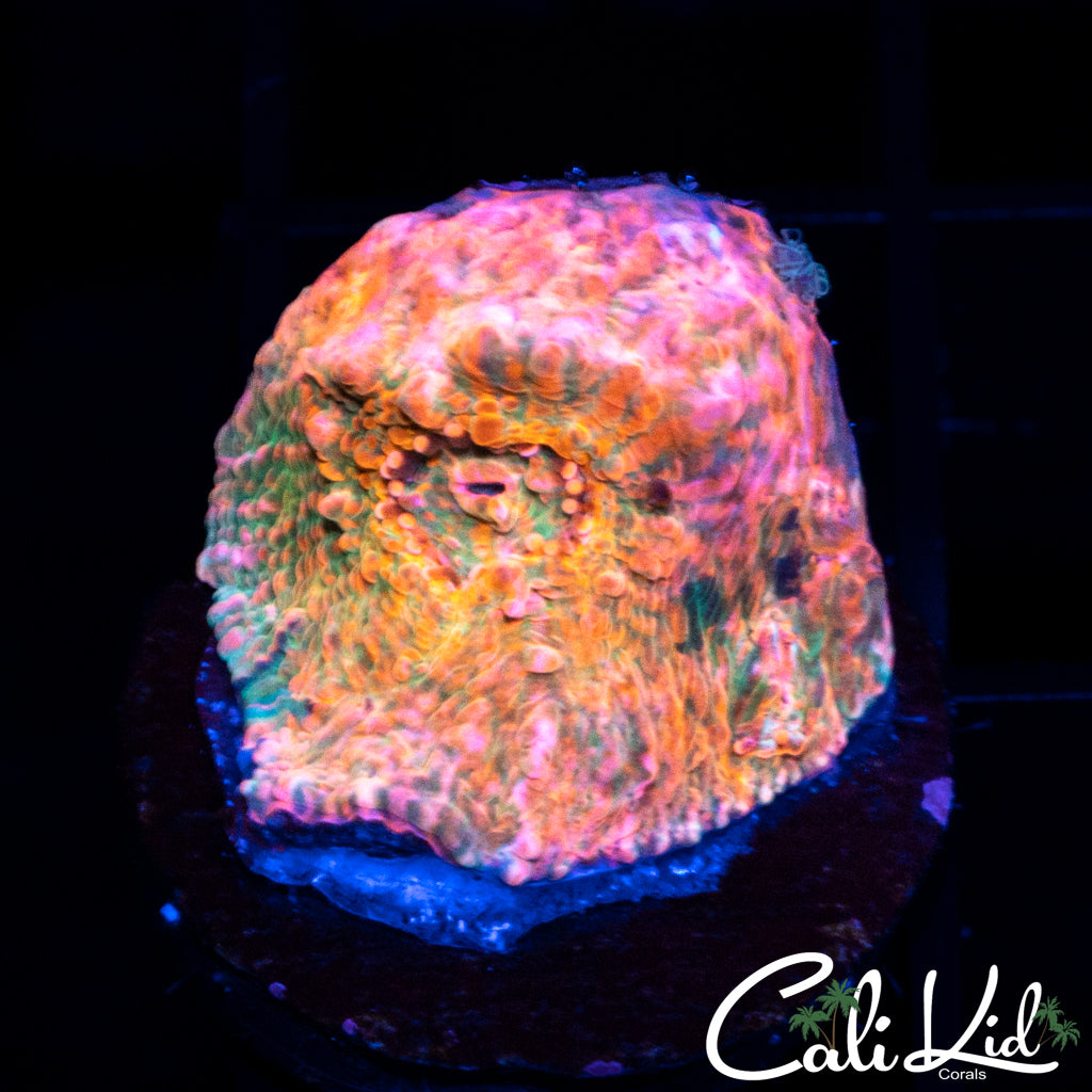 Aussie Rainbow Chalice Frag
