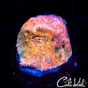 Aussie Rainbow Chalice Frag